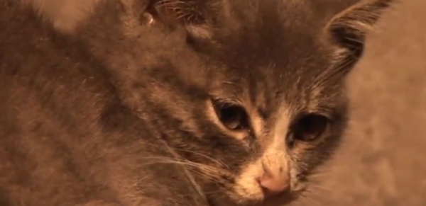The kitten picked up the meat and fed it to my mother, and my stomach was covered with stones