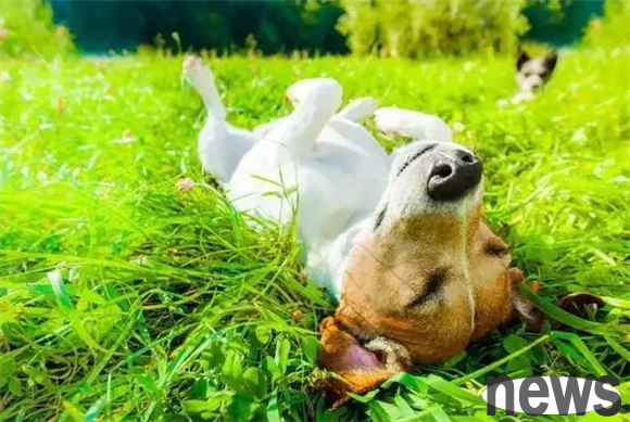 Why do dogs foam at their mouths? There are these reasons...