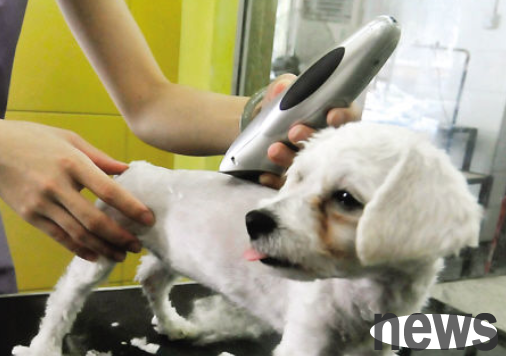 Why can’t dogs move when cutting their hair in pet shops? Let me tell you today!
