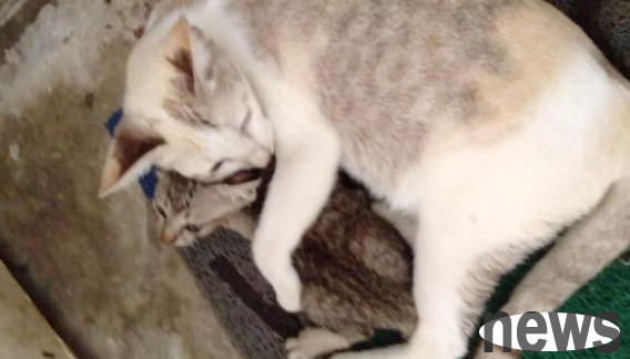 The stray cat mother who lost her kitten was depressed every day until she met another stray cat