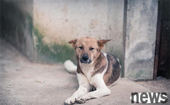 There are dogs suitable for housekeeping and nursing homes in rural areas. See if there is one you like.