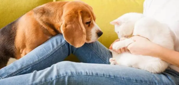 Why should pets eat probiotics?