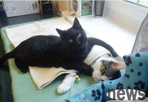 Black cat nurse helps pet doctors take care of sick pets every day