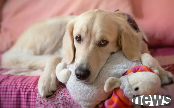 What causes anemia in dogs? This article tells you