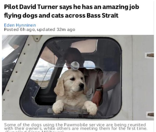 Cats and dogs come together, the epidemic has caused a surge in demand for Australia’s pet aviation services