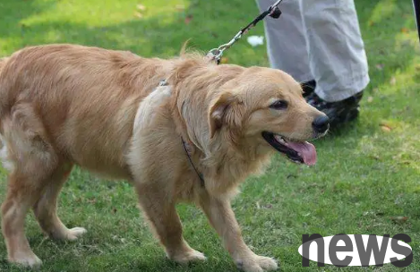 Come and find out, how can dogs live longer?