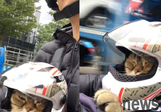 The careless father forgot to close the windshield and the wind blew the cat’s fleshy face into mochi while driving.