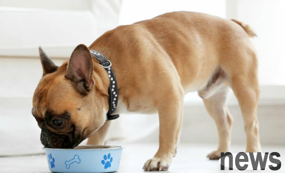 What to do if your dog eats salty food? The shit shoveling officer needs to master it!