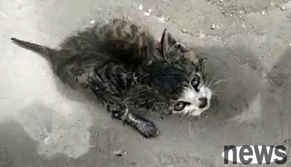 A stray little cat stopped on the road to ask for help, but was covered in glue. Her helpless eyes made people feel distressed.