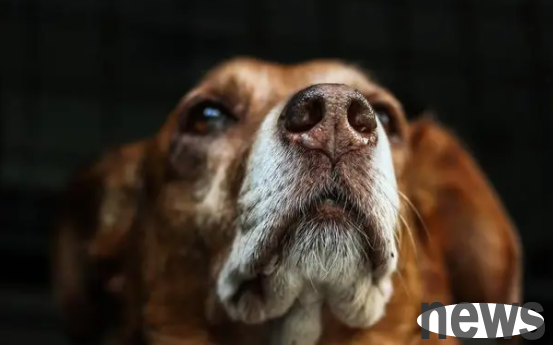 What s the best way to deal with bleeding from one side of a dog s nostril?