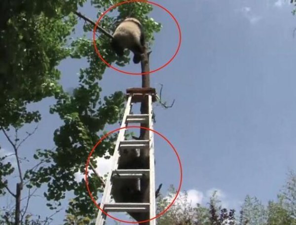 The panda was caught causing trouble and failed to attack its wet nurse several times. The next second it caused the whole audience to burst into laughter!