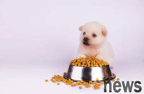 At what age can a puppy eat dry dog ​​food? Attention newbies