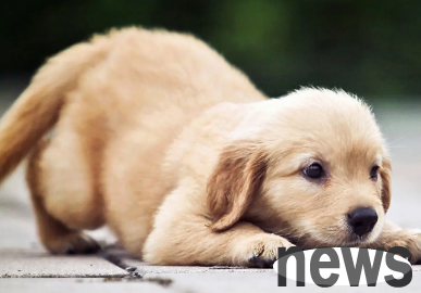 What should I do if my puppy keeps barking? Come and check it out!