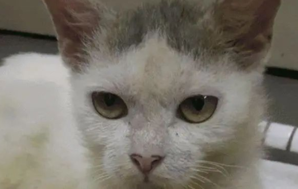 The cat was homeless for 2 years and was bullied. The girl hesitated for a month and finally adopted her.