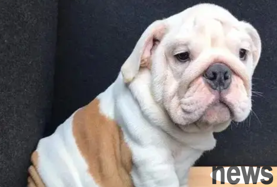 Come and see how many owners the British bullfight will know in its lifetime!