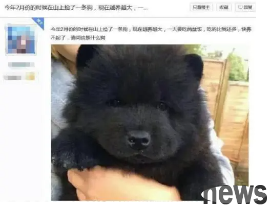 Is the white and orange cat obedient? | A netizen raised an orange and white cat: I wanted to be obedient and sensible, but without comparison, there is no harm.