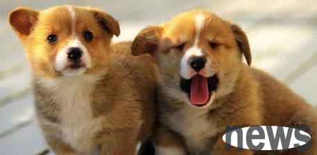 Why can’t newlyweds get a dog? That s how it turns out...