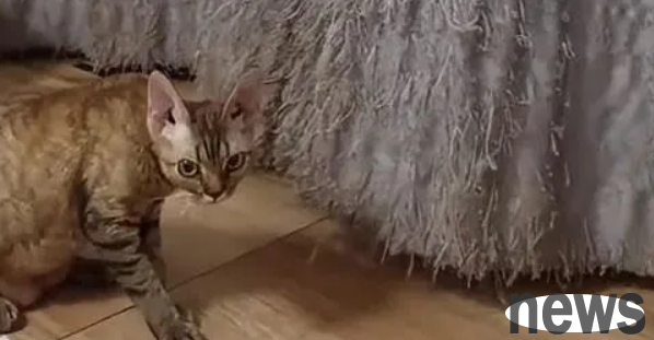 After half a year of hard work, 7 cats tore the curtains into tassels