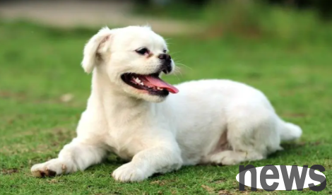 How much do you know about a dog’s lifespan? Usually around how many years?