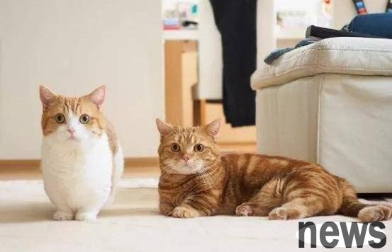 Pet cats and dogs are not as prosperous as they appear. We don’t know their sorrows.