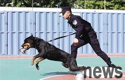 Will police dogs be neutered? If you are curious, please take a look~