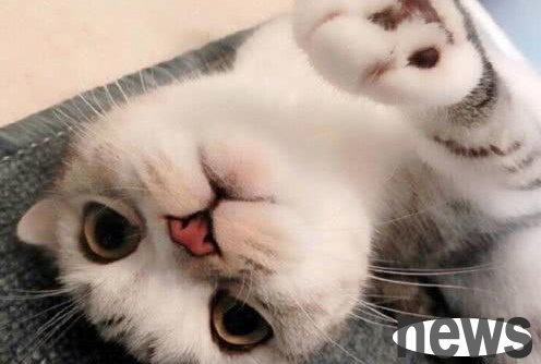 A woman adopted a paralyzed cat despite the pressure from her whole family. In order to repay the favor, the cat used its strength to silence the public.