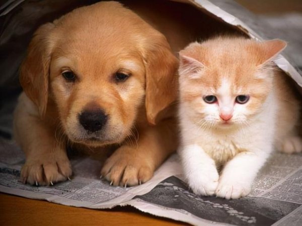 Why are fewer dogs than cats killed on the road? There are 5 truths