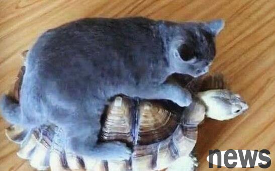 The cat scavenger found a friend for his cat owner, but within a few minutes, the blue cat 