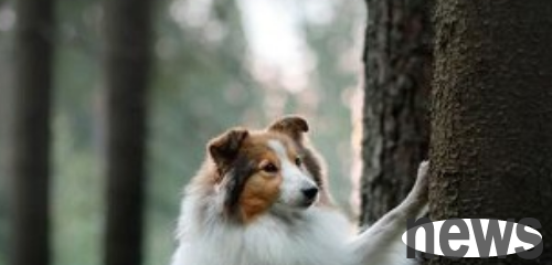 Pet knowledge: What is the best food for dogs to supplement trace elements?