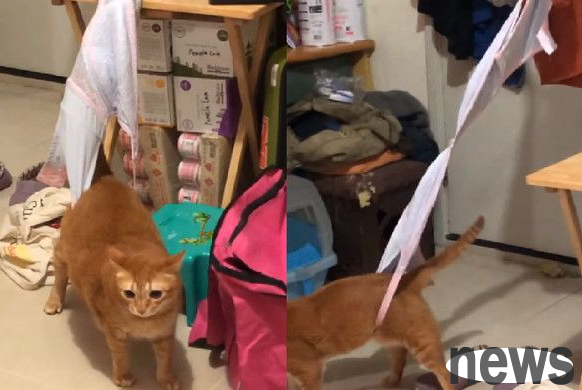 Cute cat was caught in an underwear trap and ran around helplessly