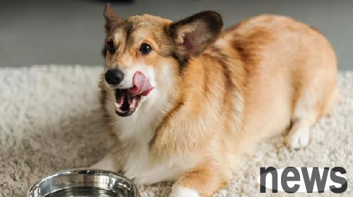 Does anyone know the symptoms of labor in dogs?