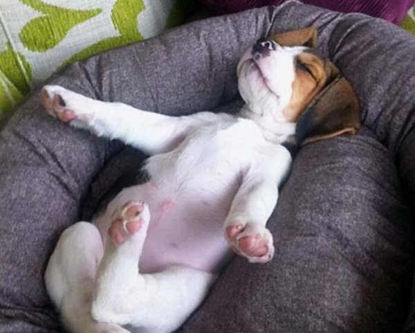 A dog’s “sleeping position” turns out to represent its personality