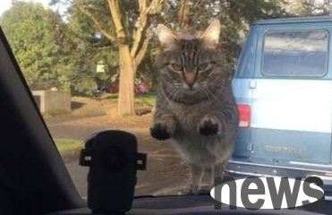The cat stopped the car and glared at its owner after he forgot to feed him when he got to work.