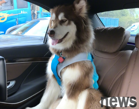 Is Wang Sicong’s dog an Alaskan or a Husky?