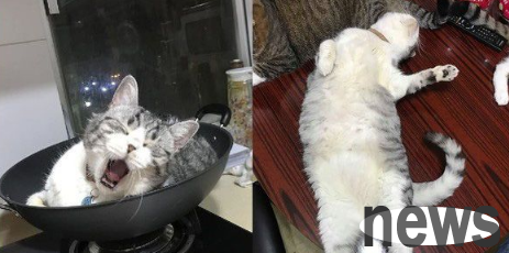 The owner is dumbfounded because the cat is sleeping leisurely in the cooking pot