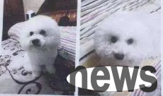 Address of Suqian Stray Dog Rescue Center | If your dog is lost, you may find it at the Suqian City Dog Inspection Center.