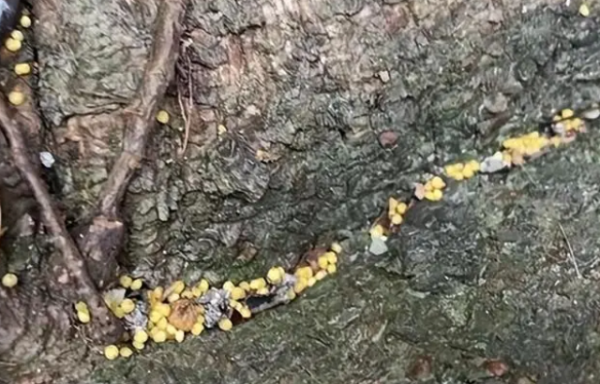 Deliberately killing a dog? Poisoned dog incidents occurred in many places in Chengdu, and netizens undercover the 