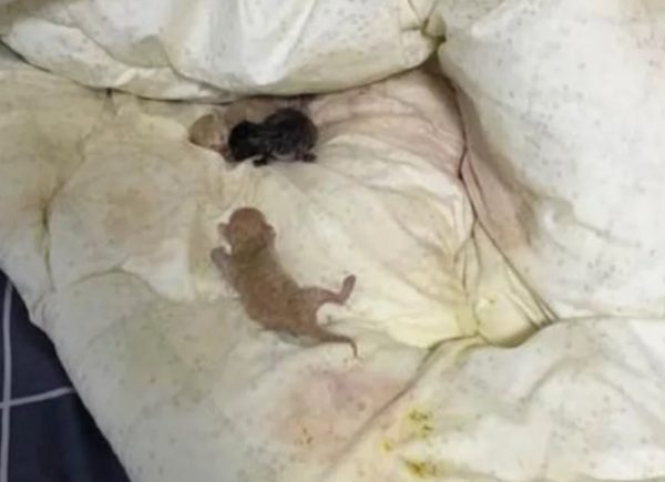 The bed sheet was stained by the cat. The owner was about to get angry, but when he opened it, he couldn t bear it anymore.