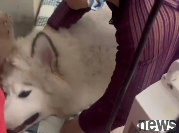 The dog secretly ate 10 kilograms of dog food and had to undergo surgery. He also ate 2 kilograms of stone before.