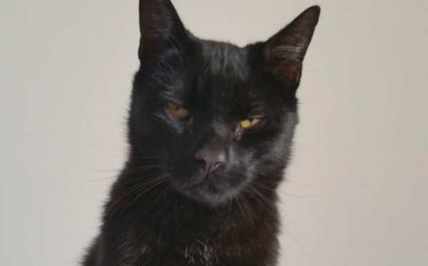 The black cat suddenly stopped eating and drinking. After the vet checked it, he made the official laugh angrily.