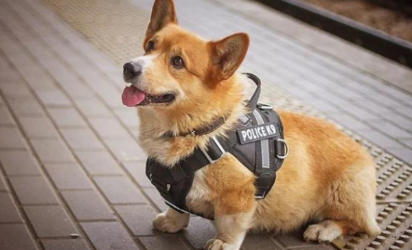 A corgi in Russia retired after serving as a police dog for 7 years. Netizens said: I never thought that a corgi could really be a police dog!