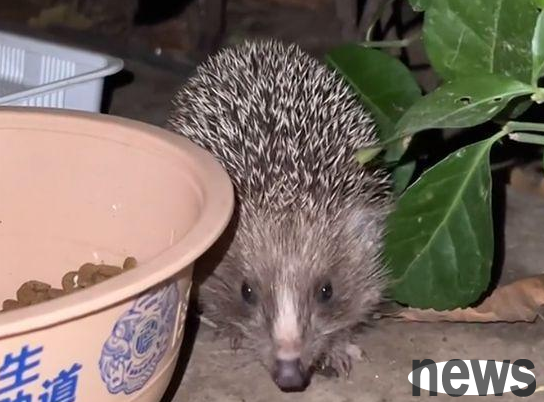 A woman feeds a stray cat and attracts a hedgehog. When she feeds it again the next day, the hedgehog drags her home with her.