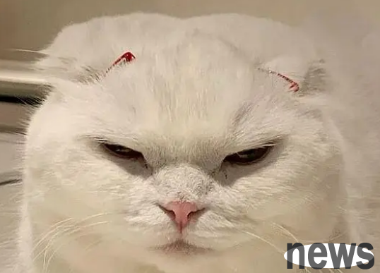 Pet cats like shit scrapers, but don’t want to be touched by shit scrapers