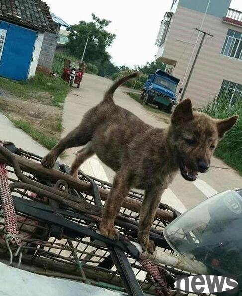 A boutique rural beagle, looks like a Chinese wolf, a good native dog is hard to find