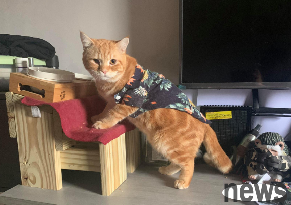 Cats eat randomly and Guoguo is very dangerous when the scavenger is not paying attention.