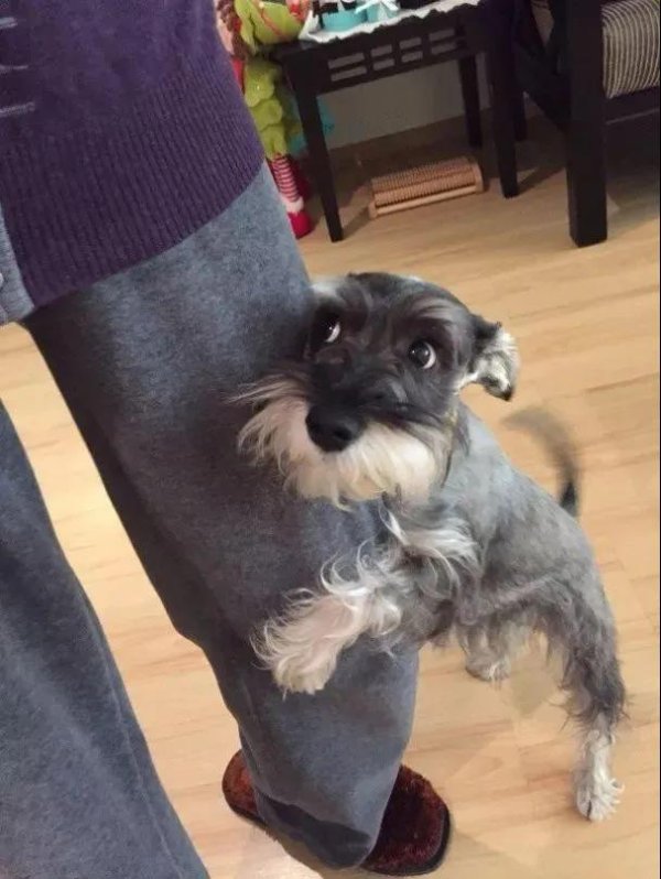 Why do dogs like to hug your thighs? It doesn’t have to be a hooligan thing!