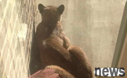 This cat seems a bit big, but it turns out to be a real cougar