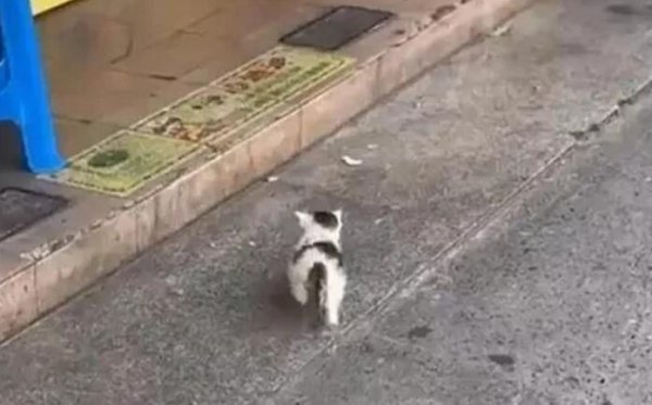 The little kitten is wandering on the streets, selling myself door to door. Who among you cats will take me in?