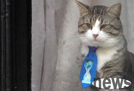 After hacker Assange s arrest, WikiLeaks says Assange s cat is safe