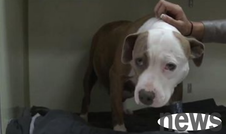 Shocking revelations about dogs being rented out as sex slaves in the United States and brutally abused by humans